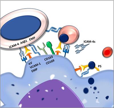 From the Cradle to the Grave: The Role of Macrophages in Erythropoiesis and Erythrophagocytosis